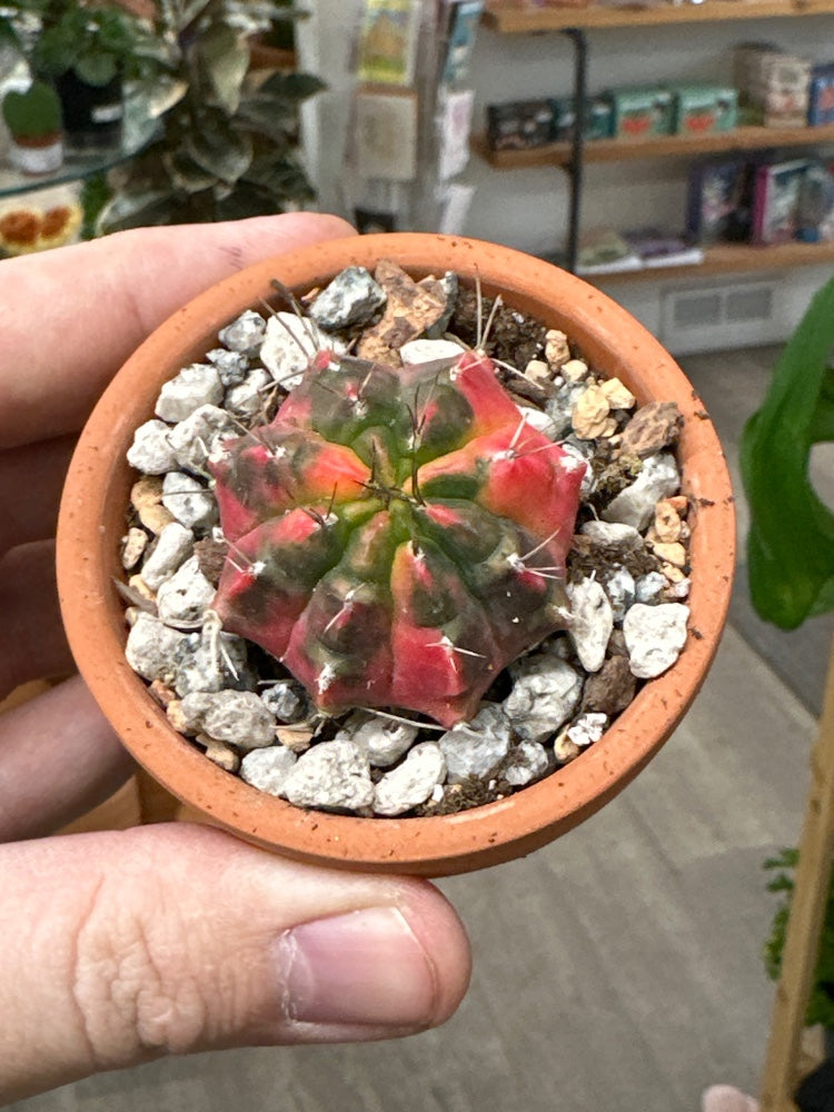 Gymnocalycium mihanovichii 'Hybrid' (#523743219268)