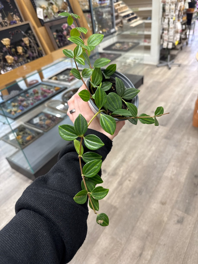 Peperomia angula 'Raydiance' (#785924784566)