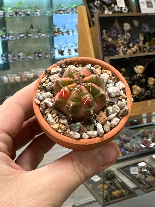 Gymnocalycium mihanovichii 'Hybrid' (#374745554095)