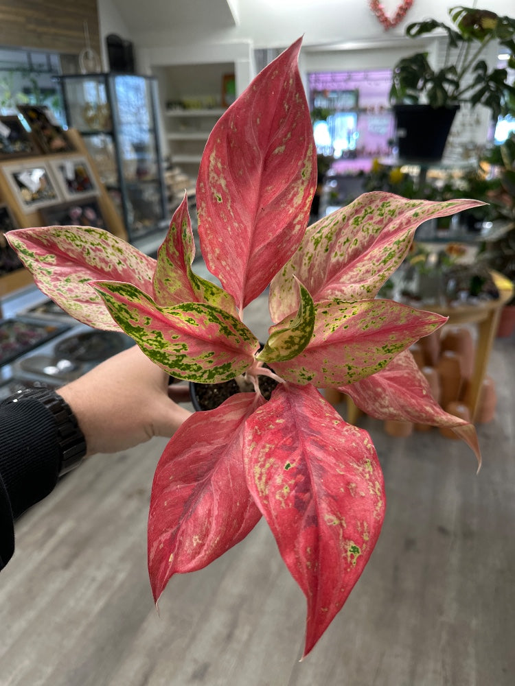 Aglaonema Cv 'Pink Butterfly ' (#127837020231)