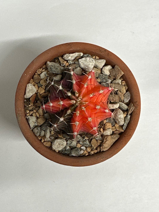 Gymnocalycium mihanovichii 'Hybrid' (#394436600857)