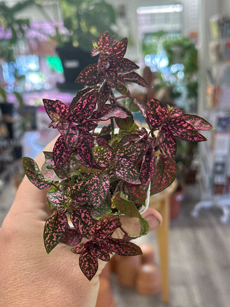 Hypoestes phyllostachya 'Polka Dot Plant' (#065959436240)