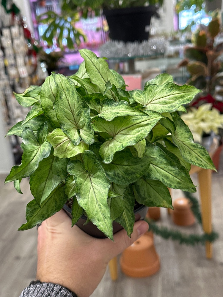 Syngonium podophyllum 'Berry Allusion' (#358023069275)