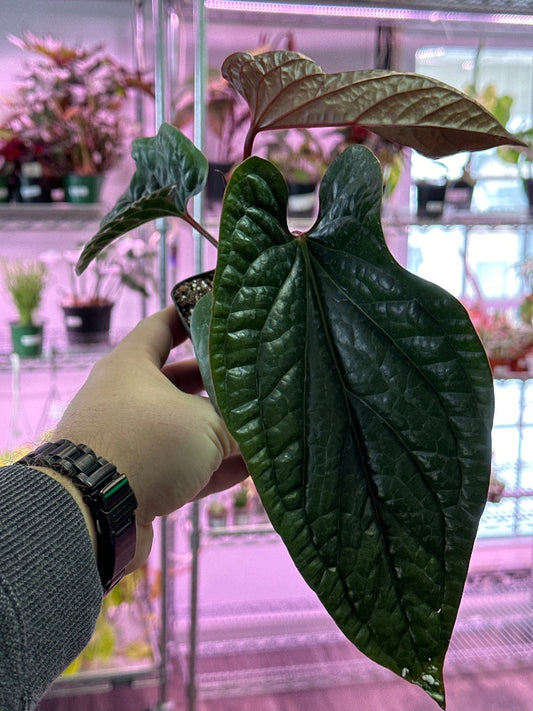 Anthurium cv. 'Radicans X Luxurians' (#757158645476)