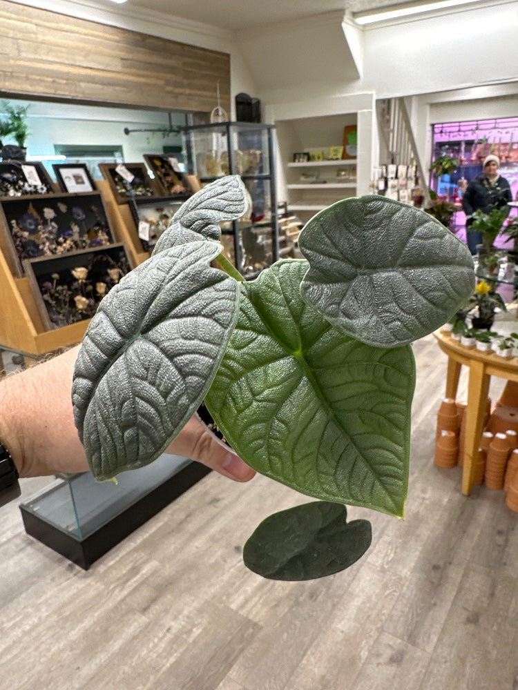 Alocasia melo (#594903982925)