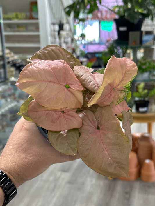 Syngonium podophyllum 'Pink Robusta' (#266450532303)