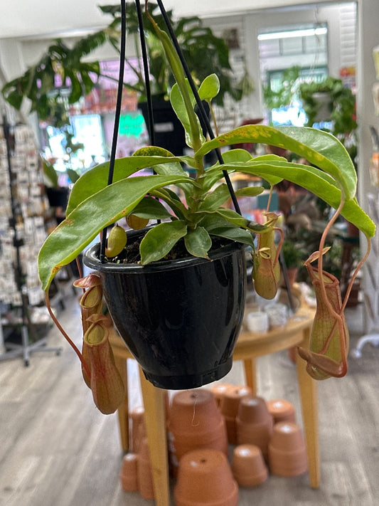 Nepenthes alata 'Pitcher Plant' (#260065491373)