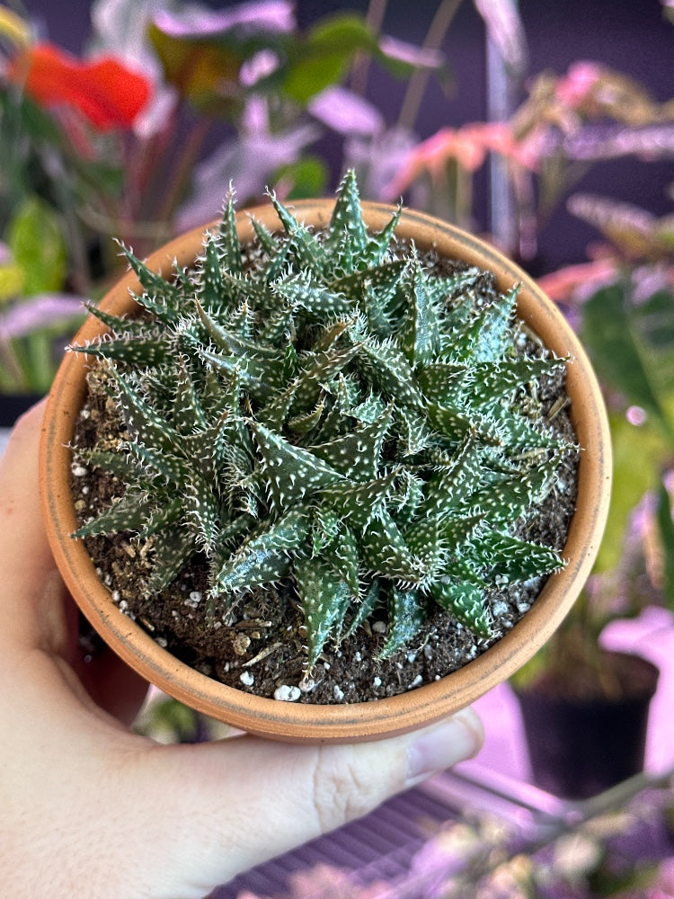 Aloe brevifolia 'Pepe' (#951721521730)