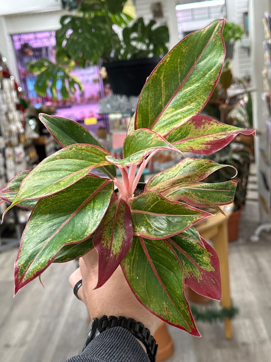 Aglaonema cv. 'Siam Aurora' (#512702146658)