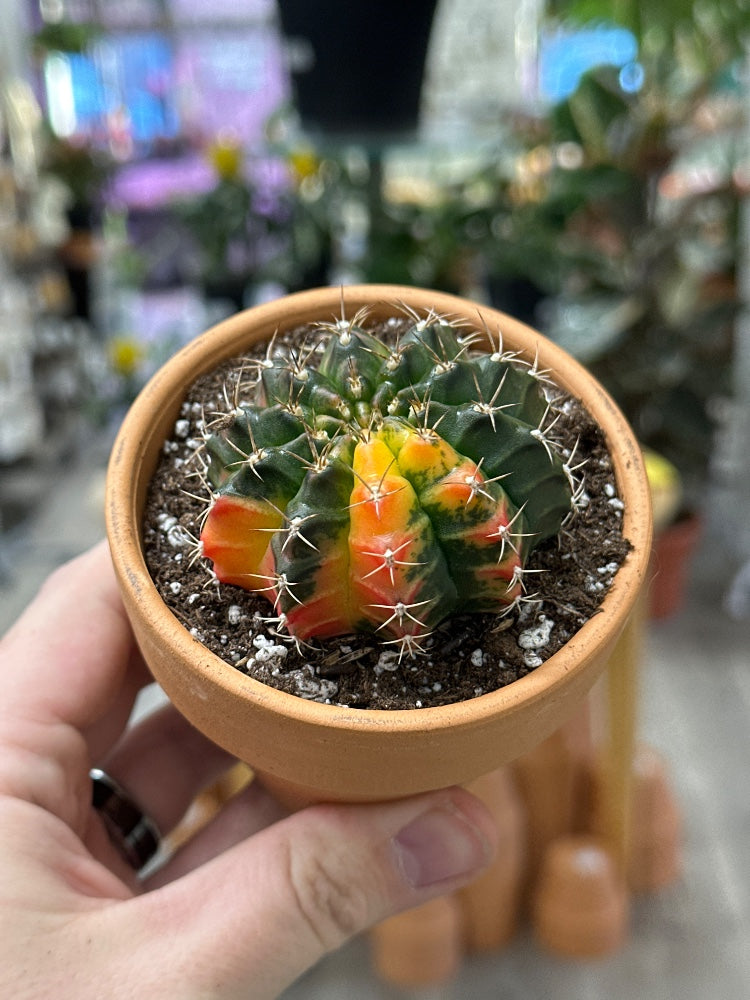 Gymnocalycium mihanovichii 'Hybrid' (#840664795963)