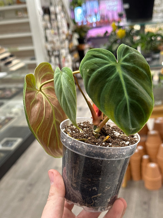 Philodendron rubrijuvenile 'El Choco Red' (#892044829191)