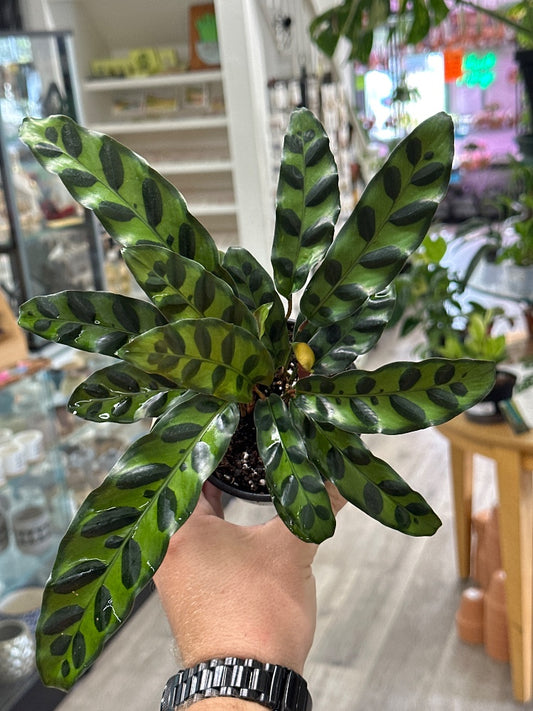 Calathea lancifolia 'Rattlesnake' (#872757703615)