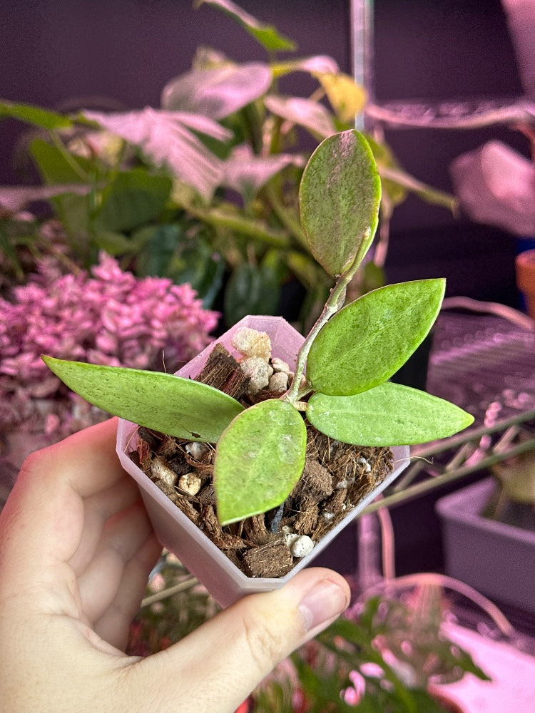 Hoya cv. 'Silver Lady' (#689131155000)