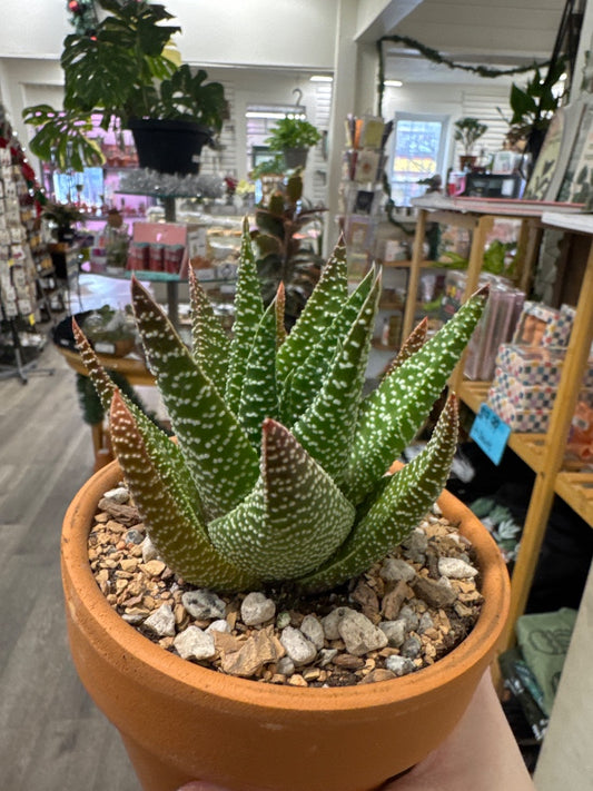 Gasteria okavango anna (#370287180080)