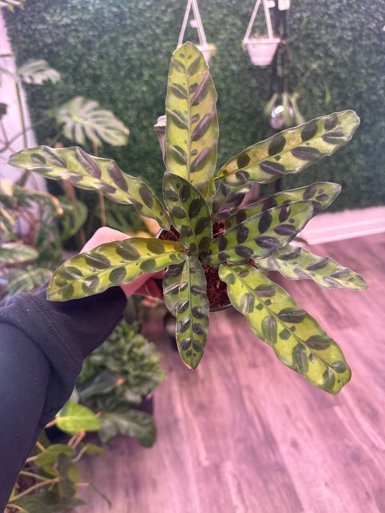 Calathea lancifolia 'Rattlesnake' (#974520492971)