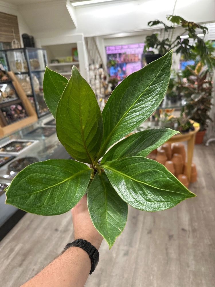 Anthurium cv. 'Cobra' (#403749286821)