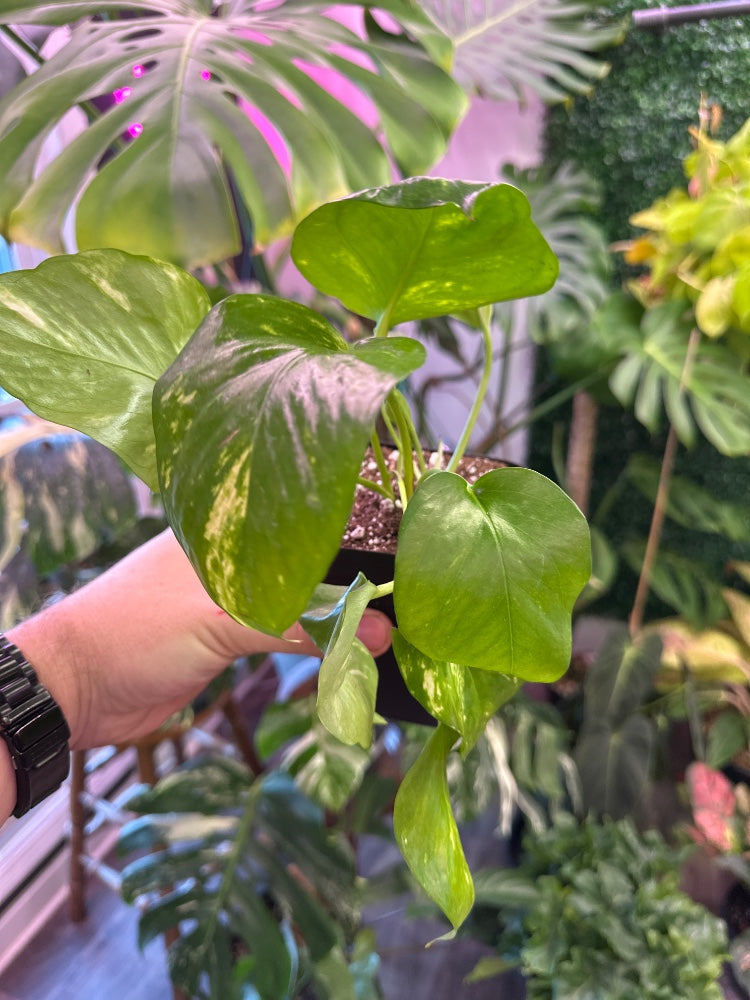 Epipremnum aureum 'Golden Pothos' (#409047517093)