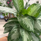 Aglaonema cv. 'Silver Bay' (#696675136)