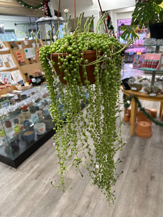 Senecio rowleyanus 'String of Pearls' (#045610429375)