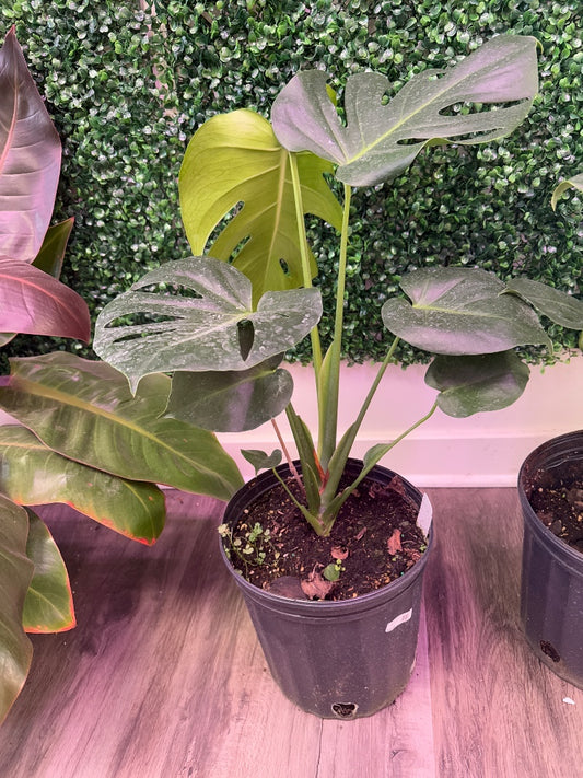 Monstera deliciosa (#358235548873)