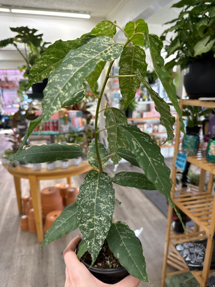 Ficus mosaic fig 'Aspera' (#290347080792)