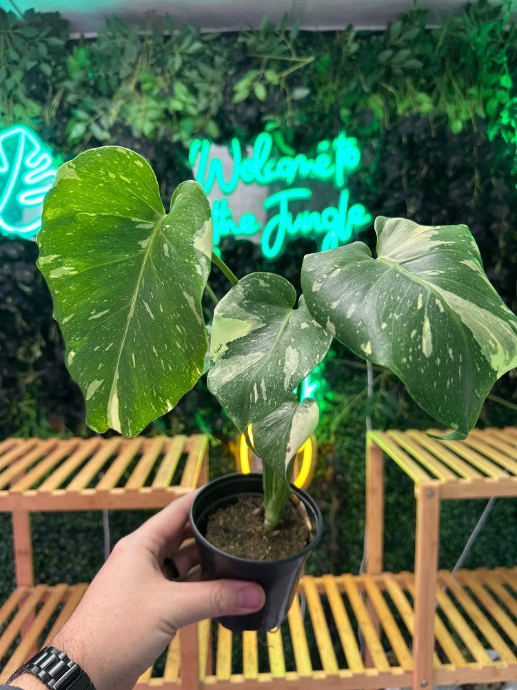 Monstera deliciosa 'Thai Constellation' (#155097263053)