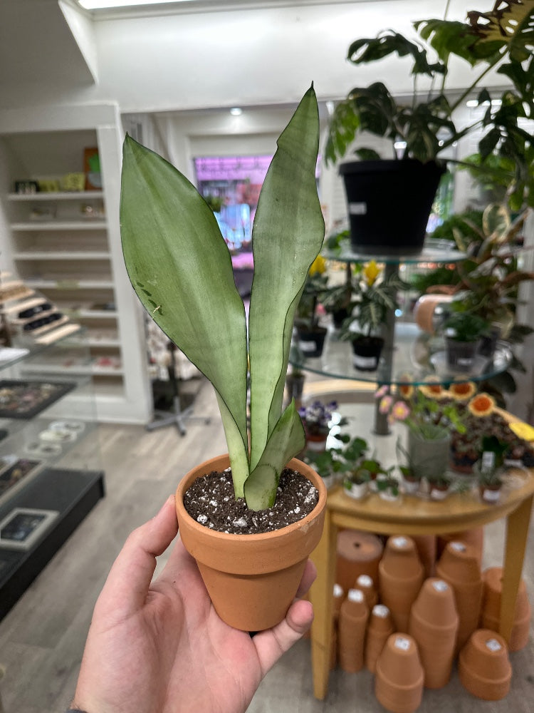 Sansevieria cv. 'Moonshine' (#725325955129)