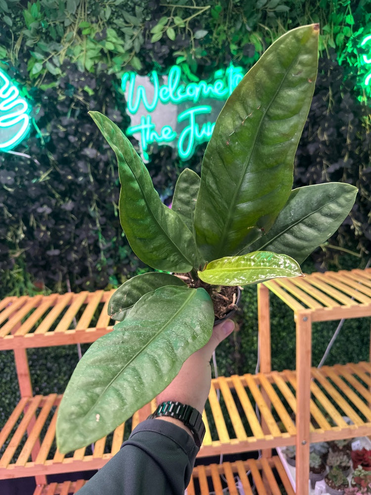 Anthurium superbum (#895924351620)