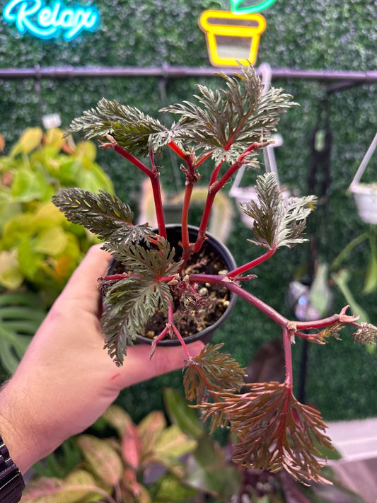 Begonia bipinnatifidum (#097343612617)