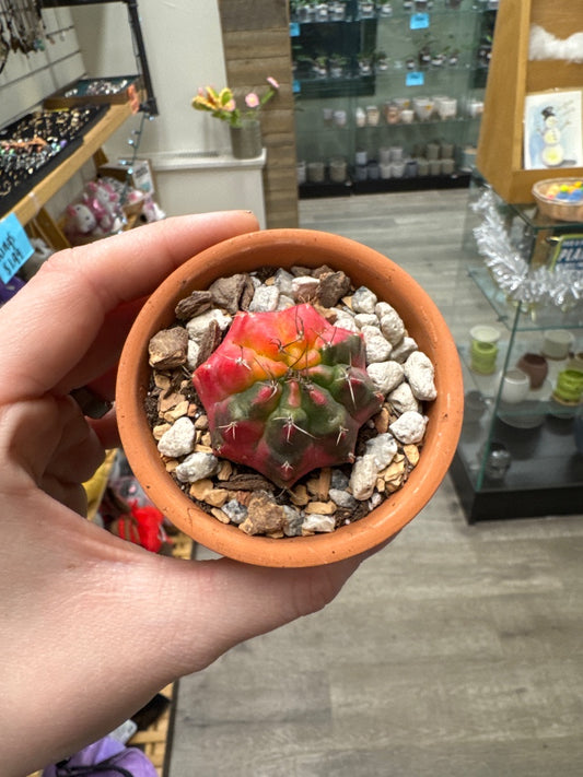 Gymnocalycium mihanovichii 'Hybrid' (#046960573800)