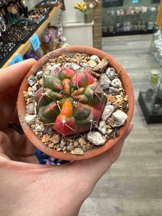 Gymnocalycium mihanovichii 'Hybrid' (#224294762972)