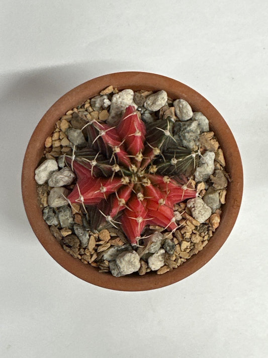 Gymnocalycium mihanovichii 'Hybrid' (#072486404799)