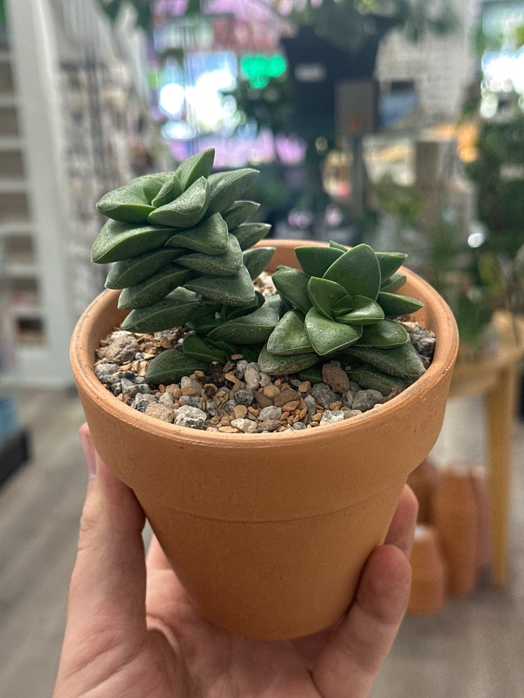 Crassula rupestris 'Springtime' (#970214750706)