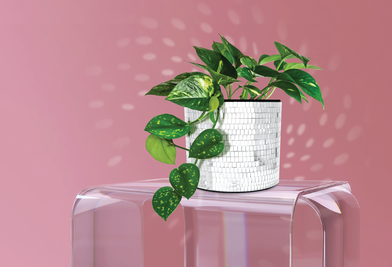 Disco Tabletop Planter