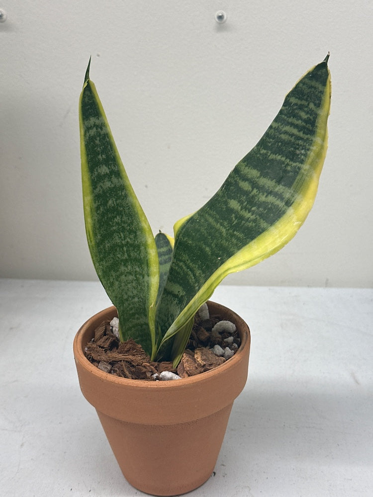 Sansevieria trifasciata 'Gold Hahnii' (#410860467524)