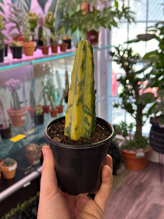 Myrtillocactus geometrizans 'Variegated Blue Candle' (#601041692690)