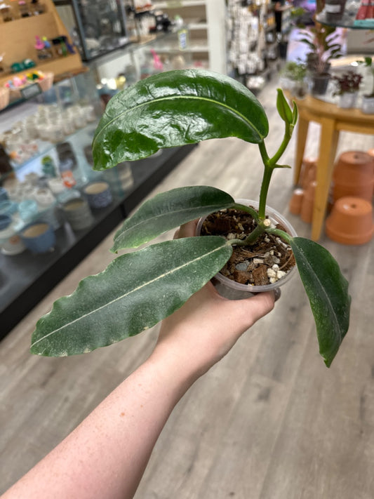 Hoya imperialis red (#879653767272)