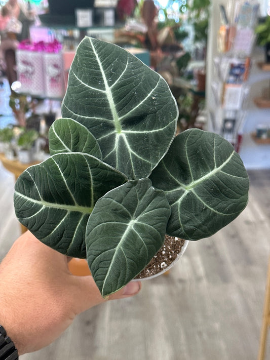 Alocasia reginula 'Black Velvet' (#188524955197)