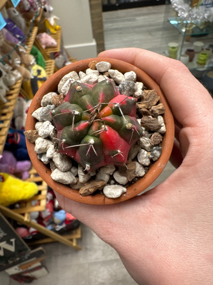 Gymnocalycium mihanovichii 'Hybrid' (#958453344221)