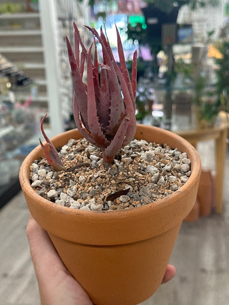 Aloe spp. 'Blue Elf' (#000433142089)