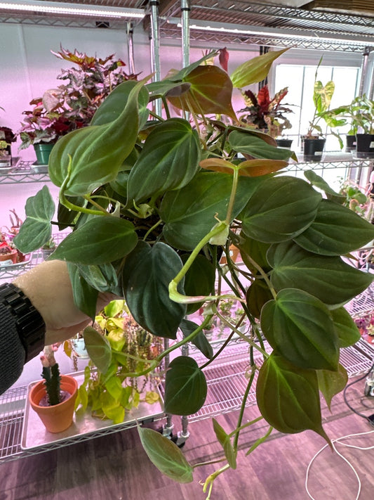 Philodendron hederaceum 'Micans' (#704737945168)