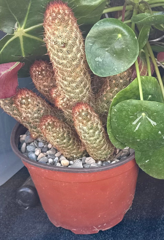 Mammilaria Elongata 'Yellow peanut cactus' (#048218544)