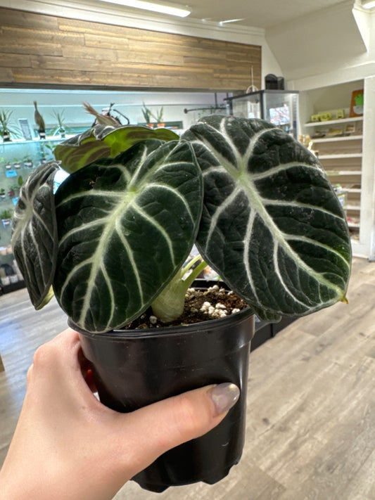 Alocasia reginula 'Ninja' (#203914089442)