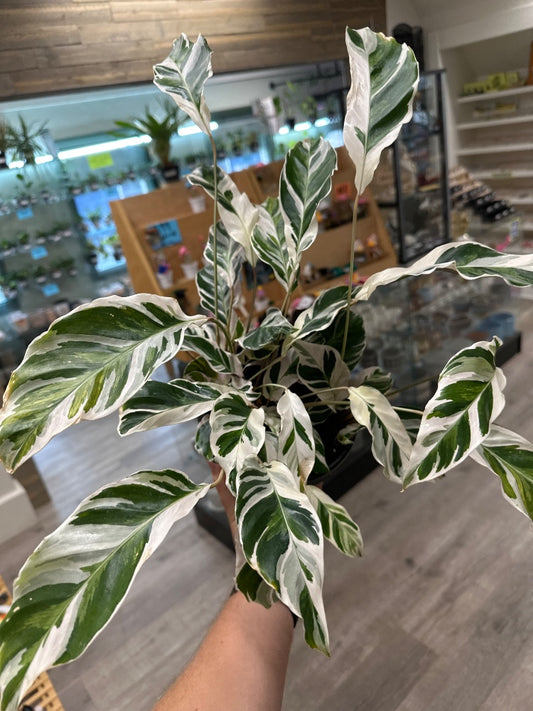 Calathea letzei 'White Fusion' (#057327573953)