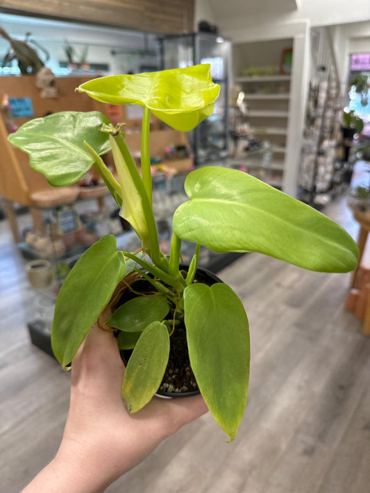 Philodendron Gold Violin  'Bipennifolium Aurea' (#952139349686)