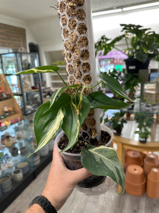 Philodendron hederaceum 'Rio' (#608725018200)