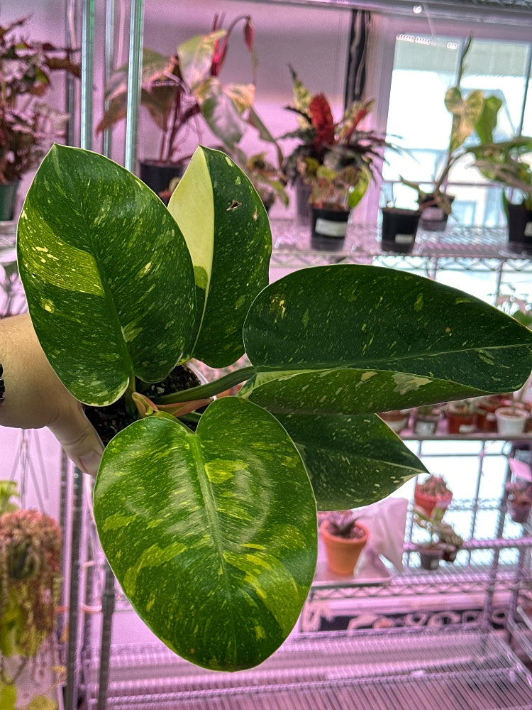 Philodendron erubescens 'Green Congo Nuclear' (#682966362211)