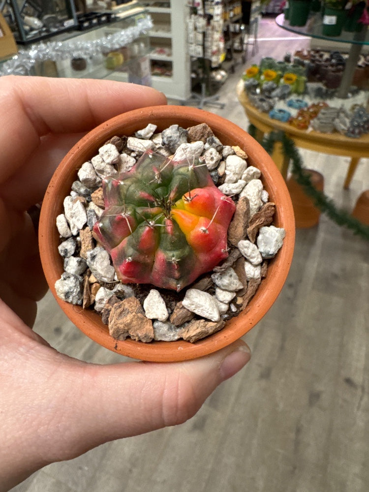 Gymnocalycium mihanovichii 'Hybrid' (#062603712371)