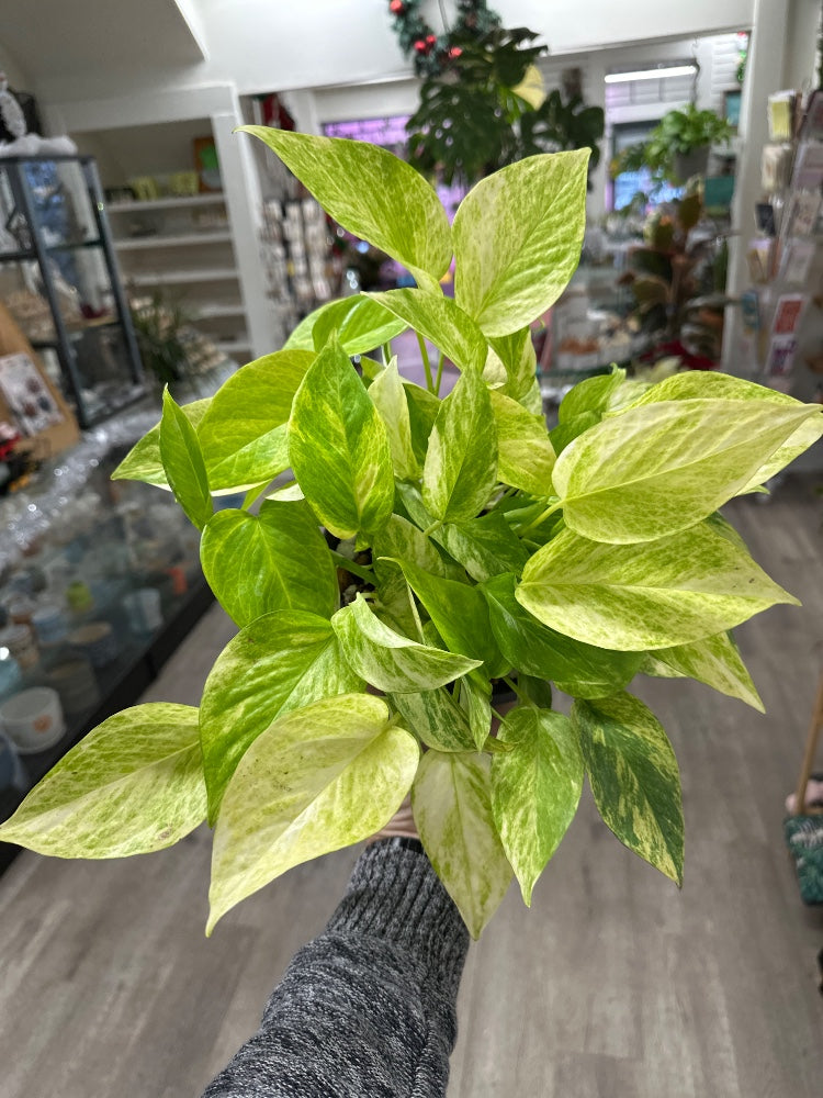 Epipremnum aureum 'Neon Queen Pothos' (#710234832261)