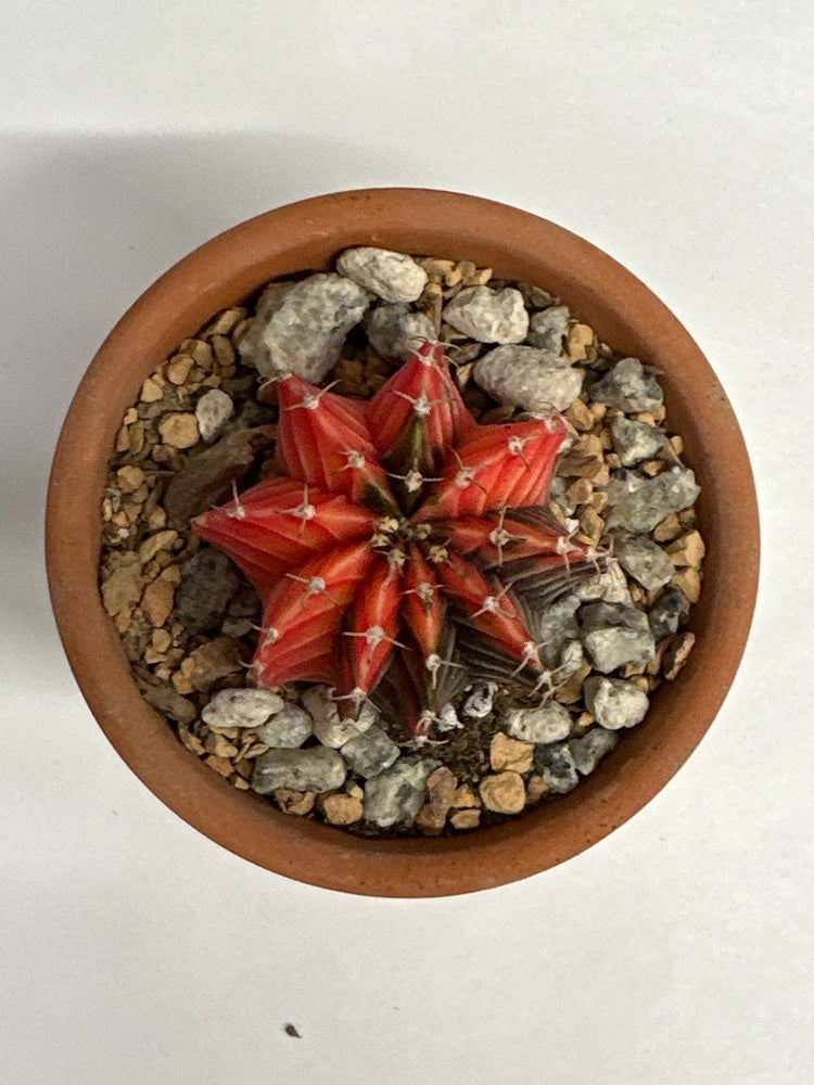 Gymnocalycium mihanovichii 'Hybrid' (#587684290996)